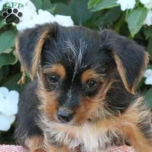 Zach, Yorkie Puppy