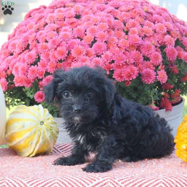 Zander, Shorkie-Poo Puppy
