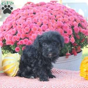 Zander, Shorkie-Poo Puppy