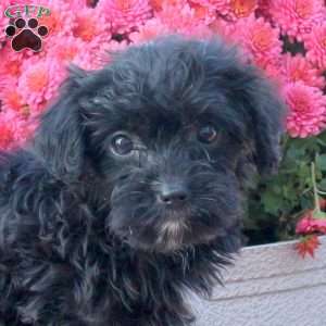 Zander, Shorkie-Poo Puppy