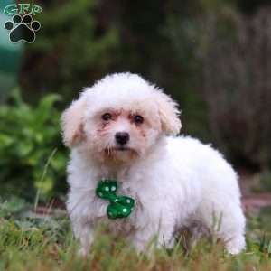 Zane, Shih-Poo Puppy