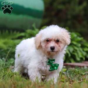 Zane, Shih-Poo Puppy