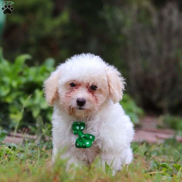 Zane, Shih-Poo Puppy