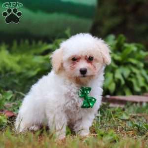Zane, Shih-Poo Puppy