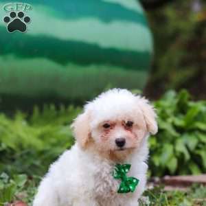 Zane, Shih-Poo Puppy