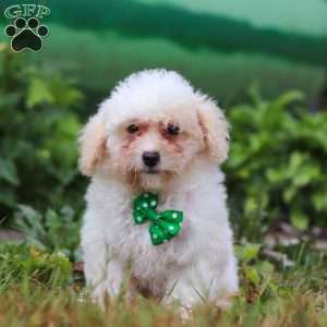 Zane, Shih-Poo Puppy