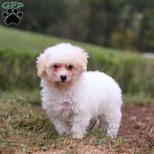 Zane, Shih-Poo Puppy