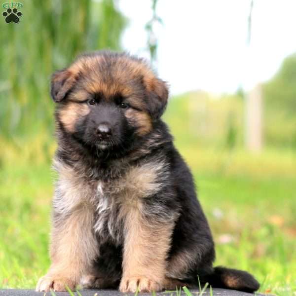 Zara, German Shepherd Puppy