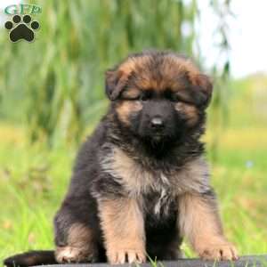 Zara, German Shepherd Puppy