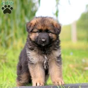 Zara, German Shepherd Puppy