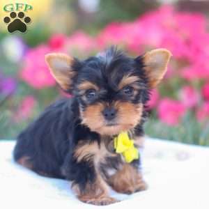 Zayne, Yorkie Puppy