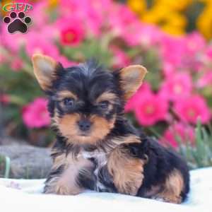 Zayne, Yorkie Puppy