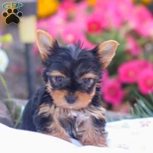 Zayne, Yorkie Puppy