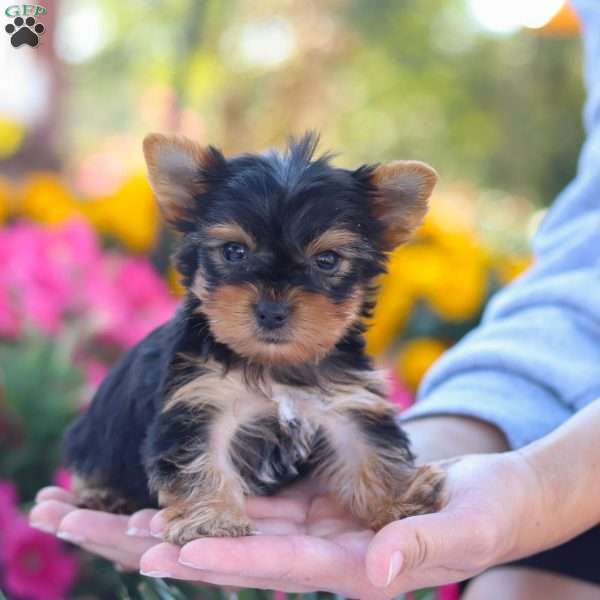 Zayne, Yorkie Puppy