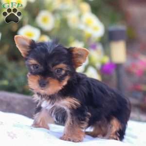 Zayne, Yorkie Puppy