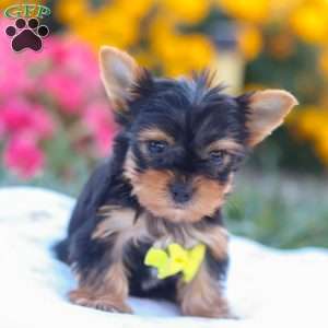Zayne, Yorkie Puppy