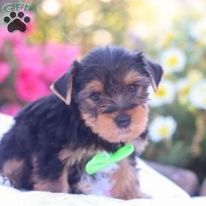Zeke, Yorkie Puppy