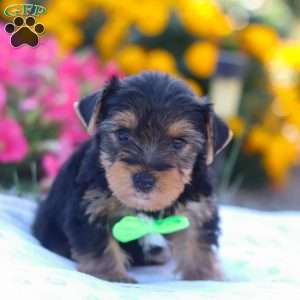 Zeke, Yorkie Puppy