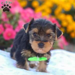 Zeke, Yorkie Puppy