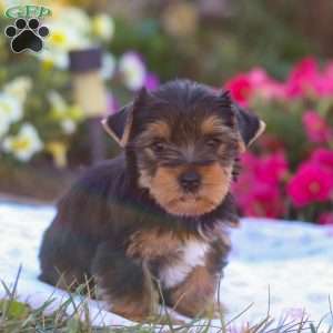 Zeke, Yorkie Puppy