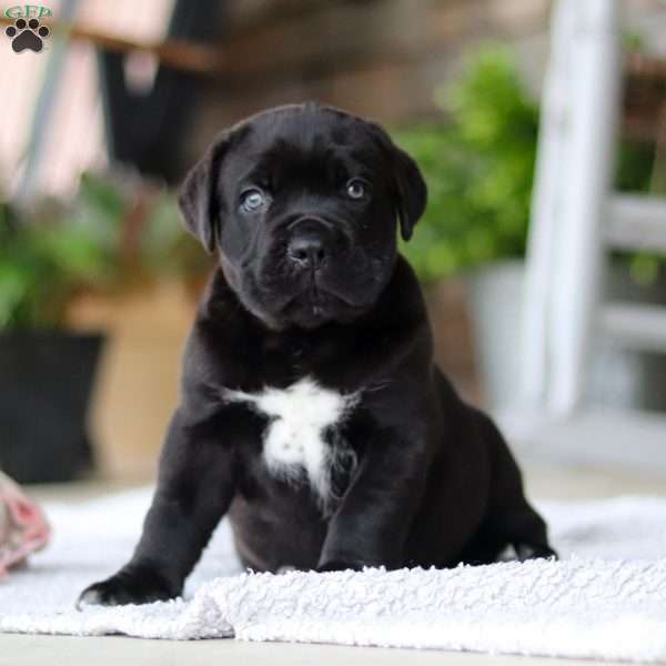 Zeke, Cane Corso Puppy