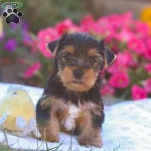 Zeke, Yorkie Puppy