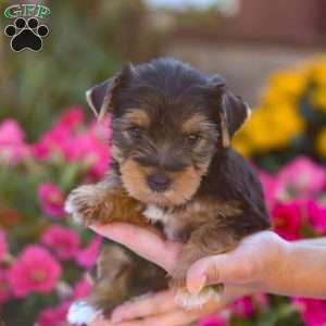 Zeke, Yorkie Puppy