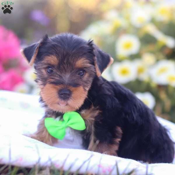 Zeke, Yorkie Puppy