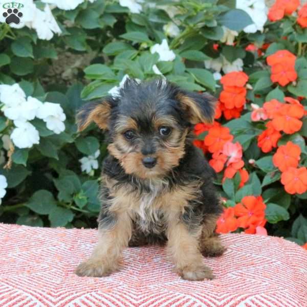 Zelda, Yorkie Puppy