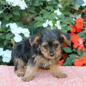 Zelda, Yorkie Puppy