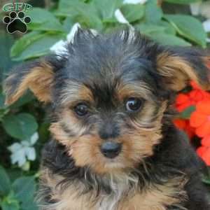 Zelda, Yorkie Puppy