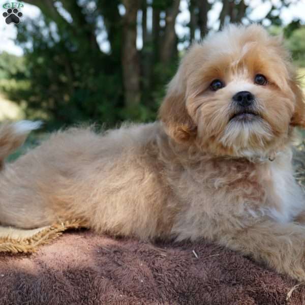 Ziggy, Shih-Poo Puppy