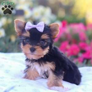 Zoey, Yorkie Puppy