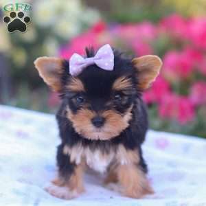 Zoey, Yorkie Puppy