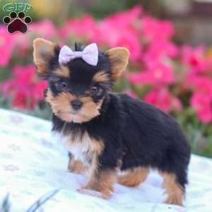 Zoey, Yorkie Puppy