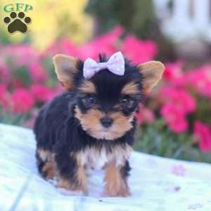 Zoey, Yorkie Puppy