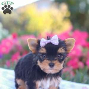 Zoey, Yorkie Puppy