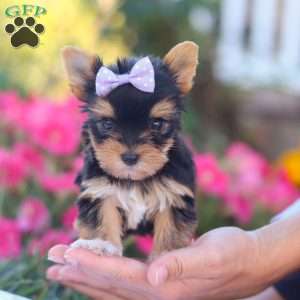 Zoey, Yorkie Puppy
