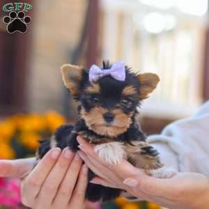 Zoey, Yorkie Puppy