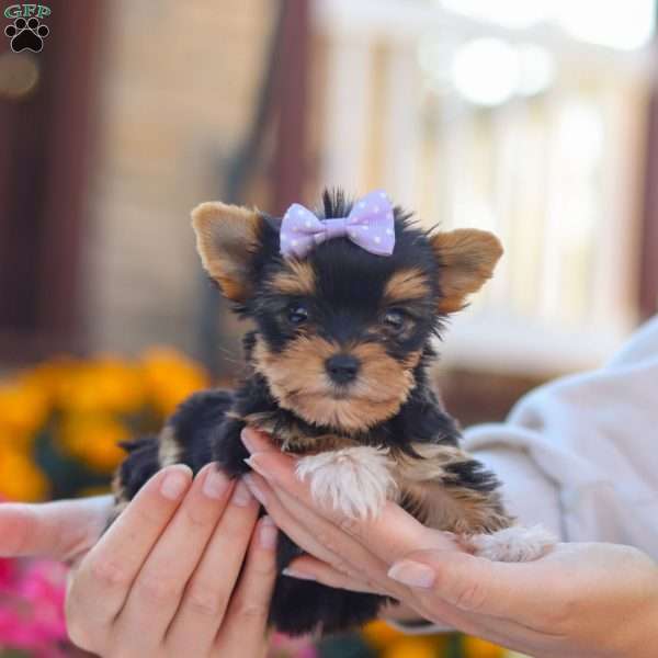 Zoey, Yorkie Puppy