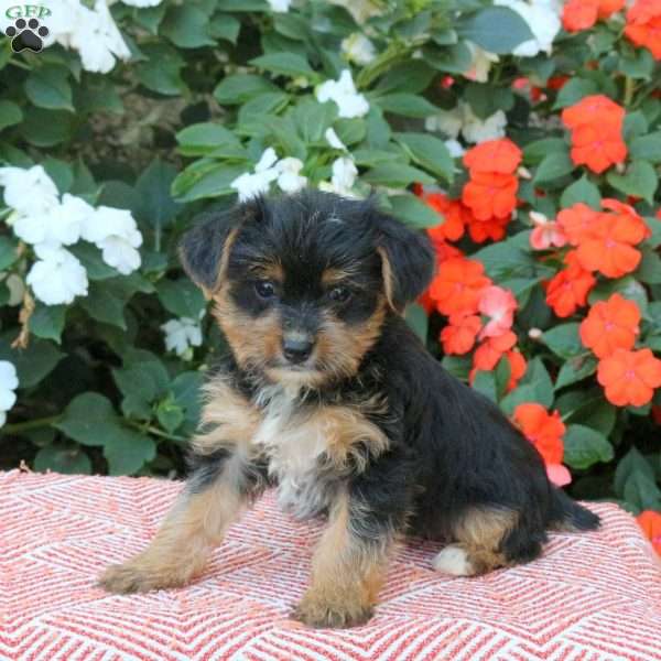 Zoey, Yorkie Puppy