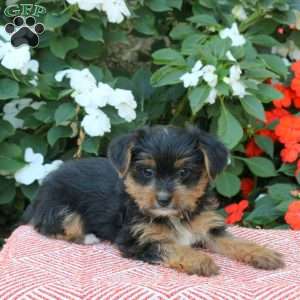 Zoey, Yorkie Puppy