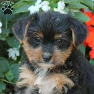 Zoey, Yorkie Puppy