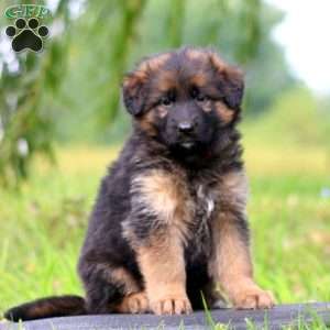 Zoey, German Shepherd Puppy