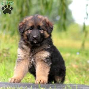 Zoey, German Shepherd Puppy