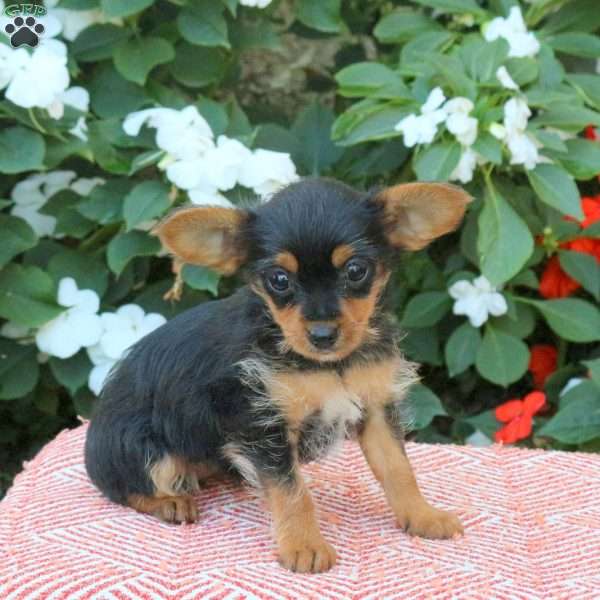 Zora, Yorkie Puppy