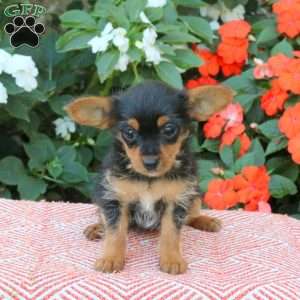 Zora, Yorkie Puppy