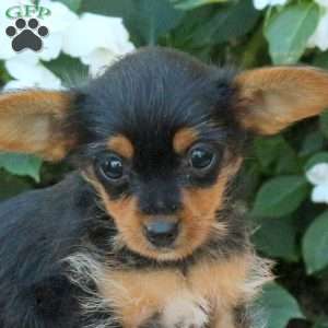 Zora, Yorkie Puppy