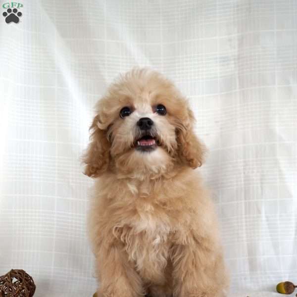 Zora, Shih-Poo Puppy