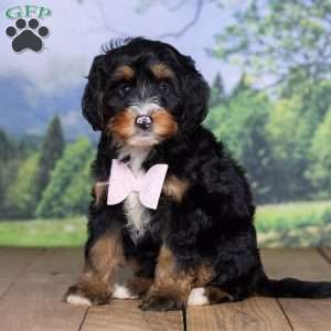 Sara Rose, Mini Bernedoodle Puppy